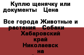 Куплю щенячку или документы › Цена ­ 3 000 - Все города Животные и растения » Собаки   . Хабаровский край,Николаевск-на-Амуре г.